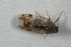 Melanoliarus placitus