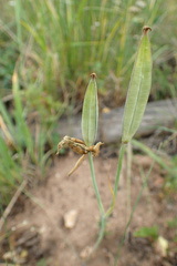 Calochortus gunnisonii