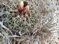 Coryphantha clavata