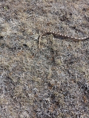 Pituophis deppei