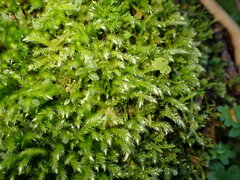 Brachythecium frigidum