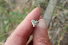 Calochortus gunnisonii