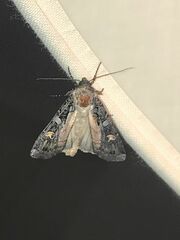 Actebia fennica