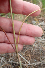 Calochortus gunnisonii