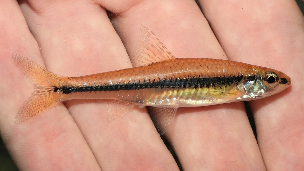 Swallowtail shiner (Notropis procne) — Cyprinidae