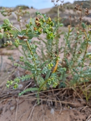 Euphorbia paralias