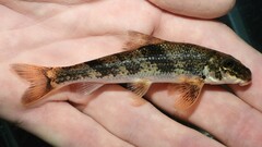 Northern Hog Sucker photo 4
