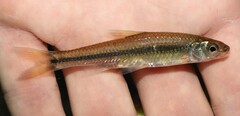 Notropis hudsonius