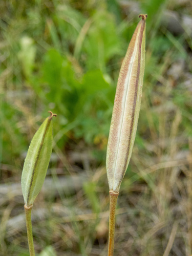 Gunnison's Mariposa Lily