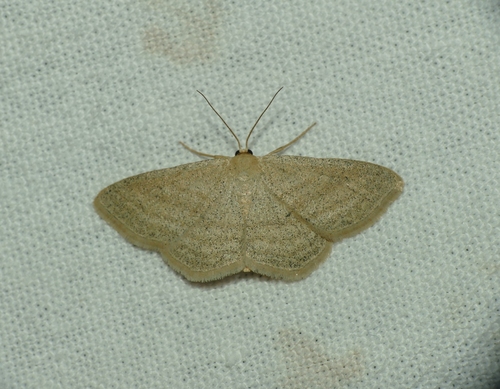 Scopula virgulata