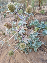 Eryngium maritimum