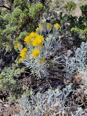 Ericameria nauseosa hololeuca