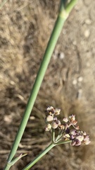 Foeniculum
