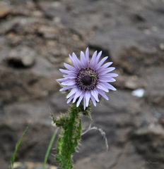 Berkheya purpurea