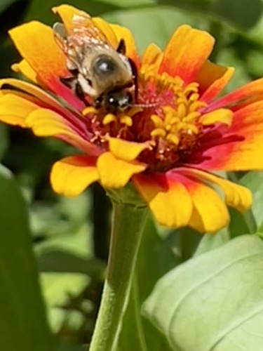 Brown-belted Bumble Bee