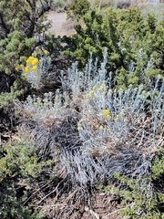 Ericameria nauseosa hololeuca