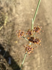 Foeniculum