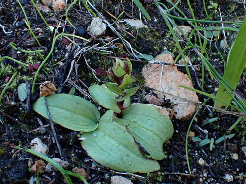 Image of Satyrium bracteatum by (c) Ren Hoekstra, some rights reserved (CC BY)