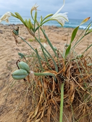 Pancratium maritimum