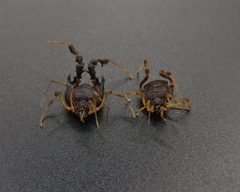 Metagyndes pulchella