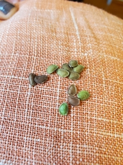 Desmodium cuspidatum