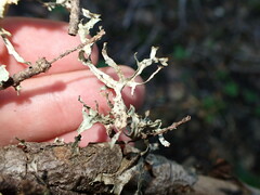 Tuckermanopsis subalpina