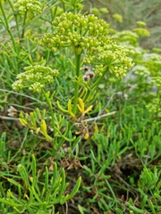Crithmum maritimum