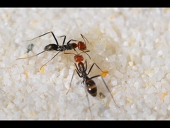 Iridomyrmex rubriceps