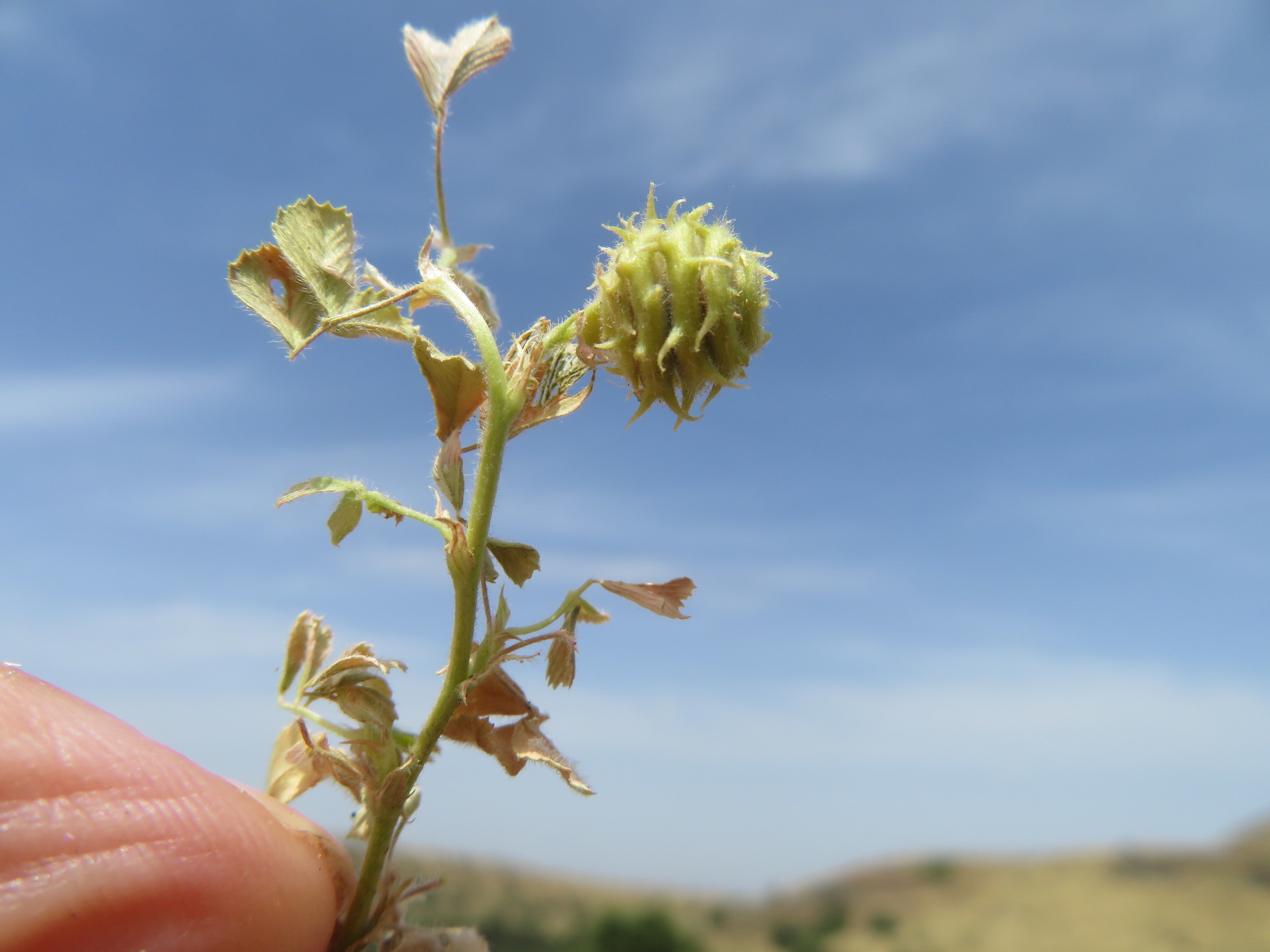 Medicago rigidula