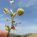 Tifton Bur-Clover - Photo (c) יאיר אור, some rights reserved (CC BY-NC-SA), uploaded by יאיר אור