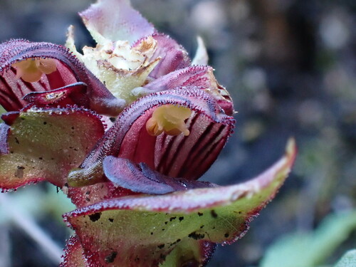 Image of Satyrium bracteatum by (c) Ren Hoekstra, some rights reserved (CC BY)