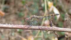 Sympetrum striolatum