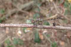Sympetrum striolatum