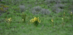Moraea alticola