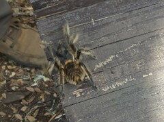 Phrixotrichus vulpinus