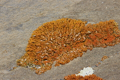 Xanthoria elegans image