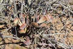 Adromischus triflorus