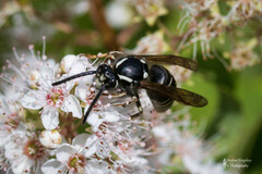 Dolichovespula arctica