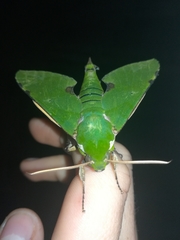Euchloron megaera