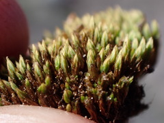 Conostomum tetragonum