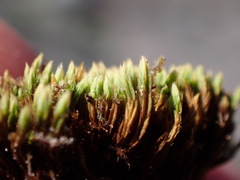 Conostomum tetragonum