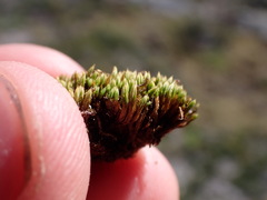 Conostomum tetragonum