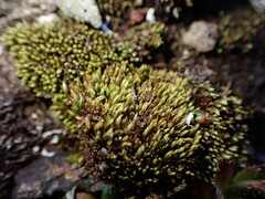 Conostomum tetragonum