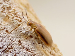 Erynephala maritima