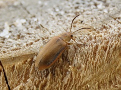 Erynephala maritima