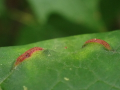 Dasineura communis