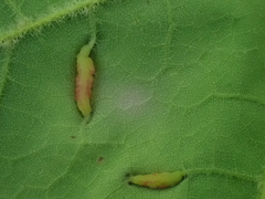 Dasineura communis