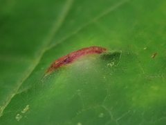 Dasineura communis