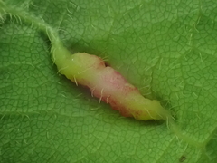 Dasineura communis