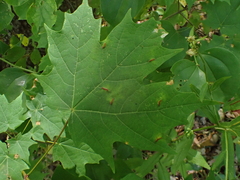Dasineura communis